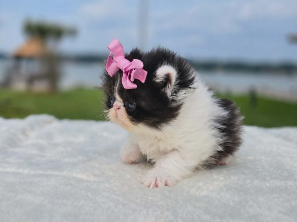 Sugar's Girl photo 4