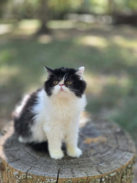 Sugar's Girl photo 4