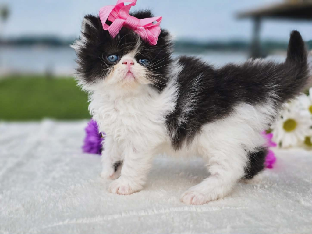 Sugar's Girl photo 6