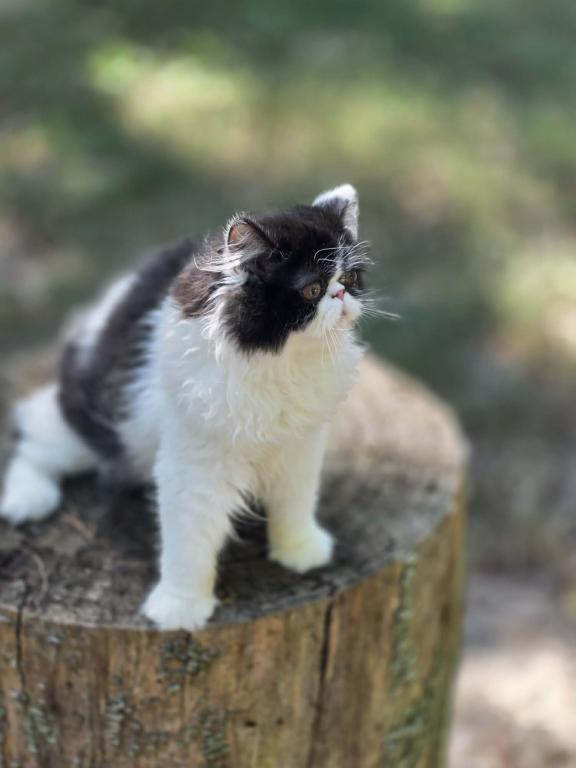 Sugar's Girl photo 3