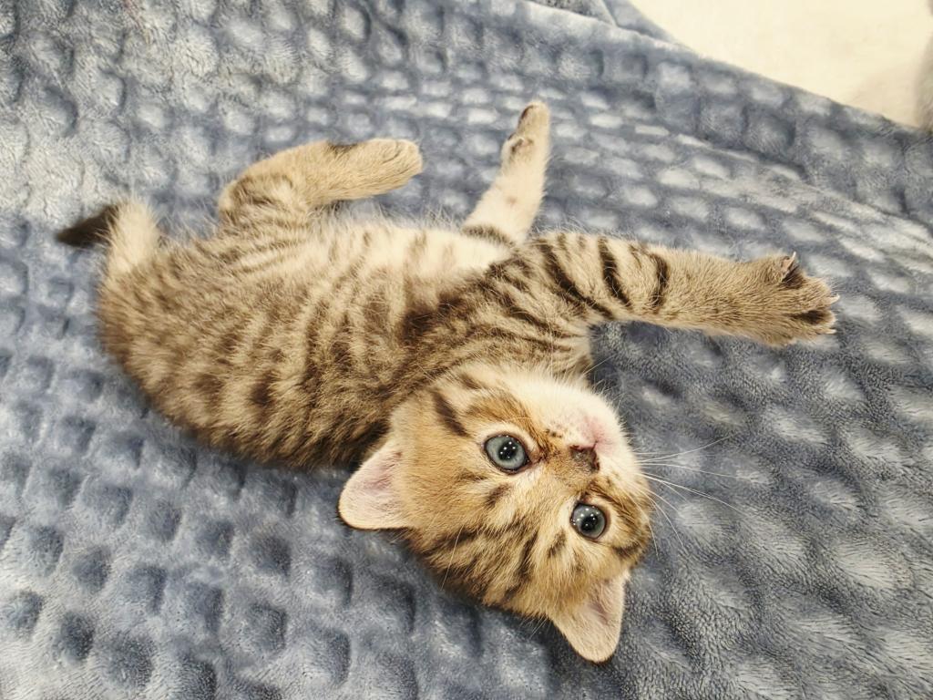 Honey photo 18