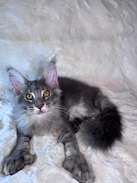 Simba Polydactyl photo 1