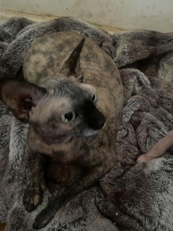 Cora photo 3