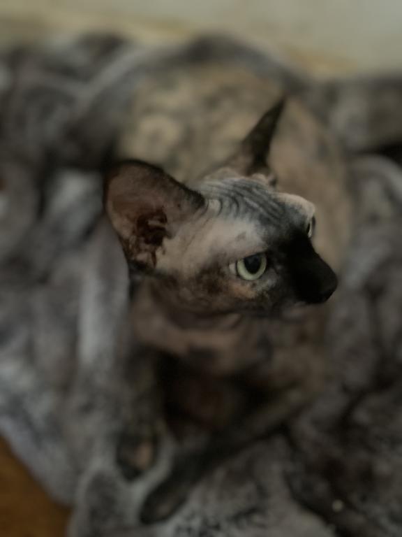 Cora photo 4