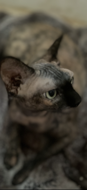 Cora photo 2