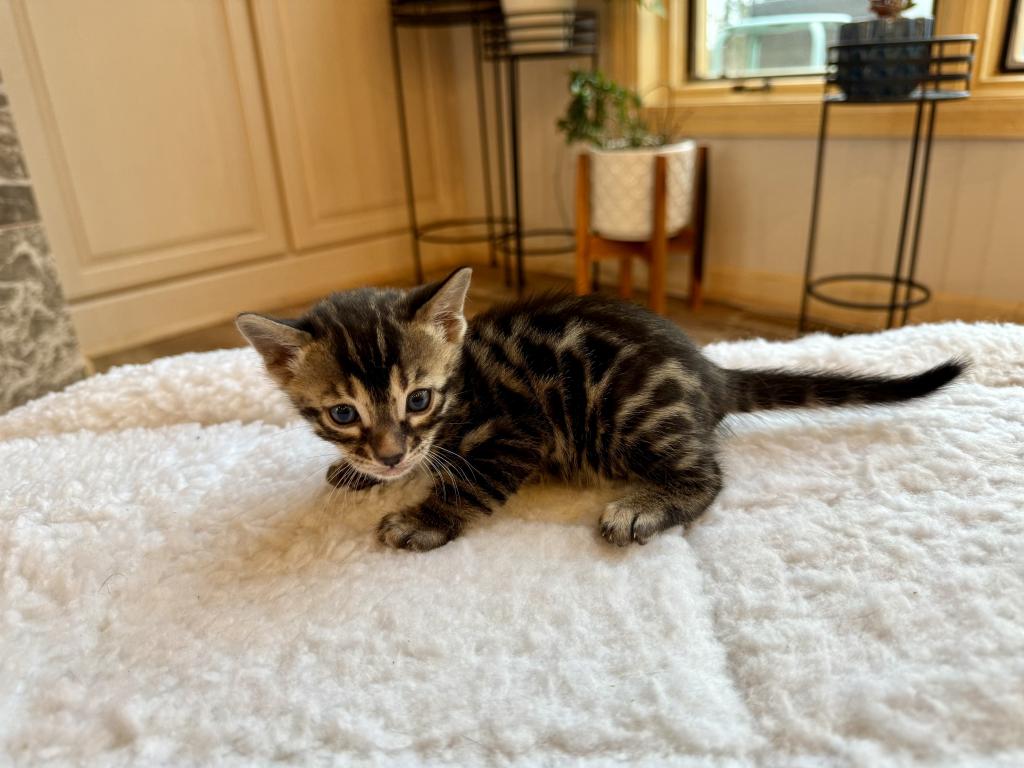 TICA Registered Kittens photo 2
