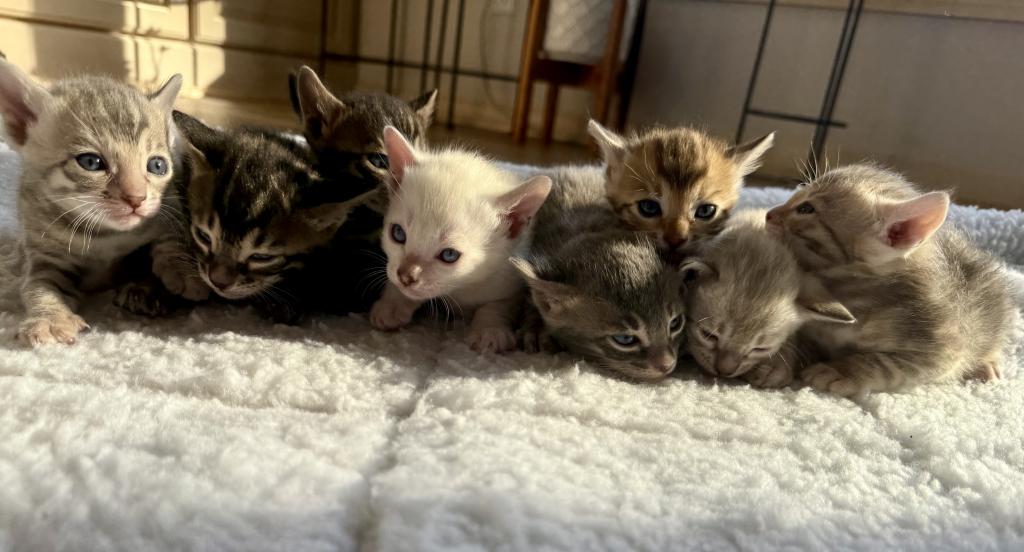 TICA Registered Kittens photo 1