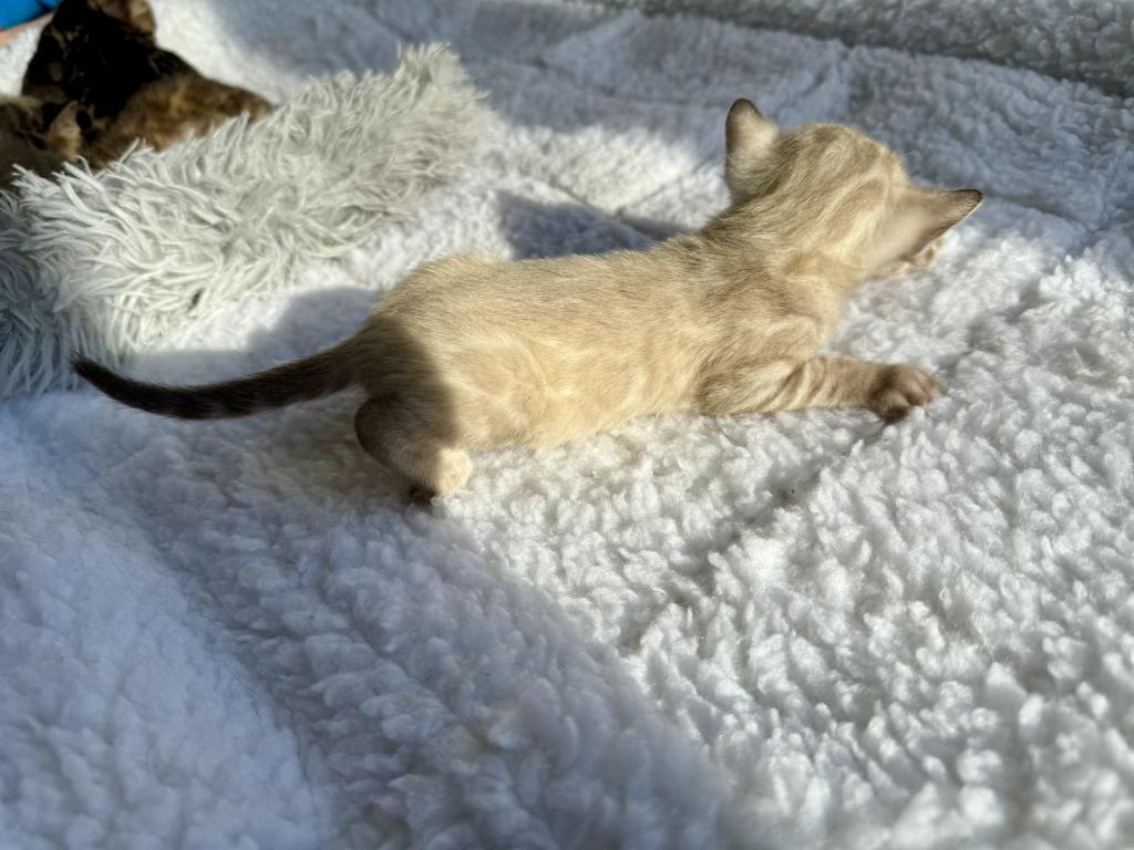 TICA Registered Kittens photo 4