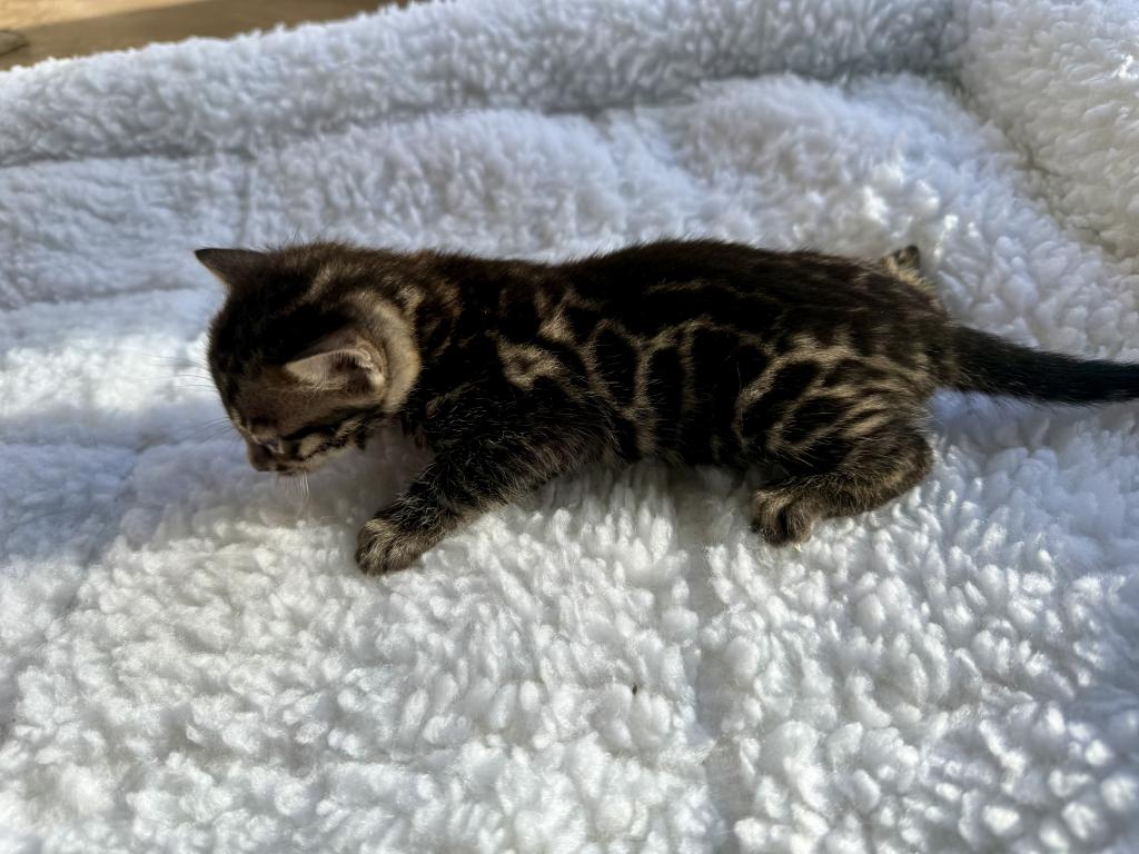 TICA Registered Kittens photo 3