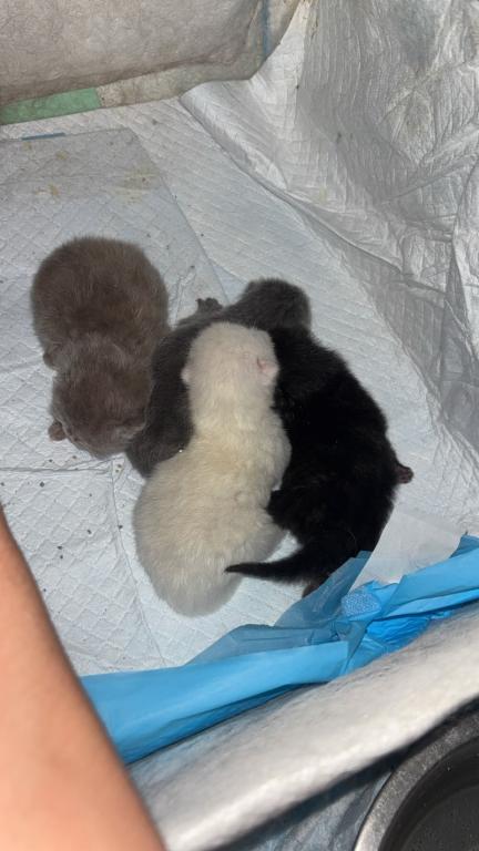 Elias Cattery Newborns photo 1