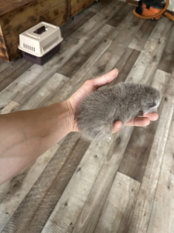 Elias Cattery Newborns photo 7