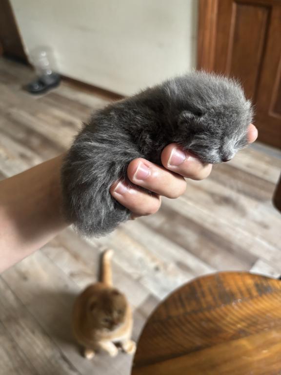 Elias Cattery Newborns photo 8