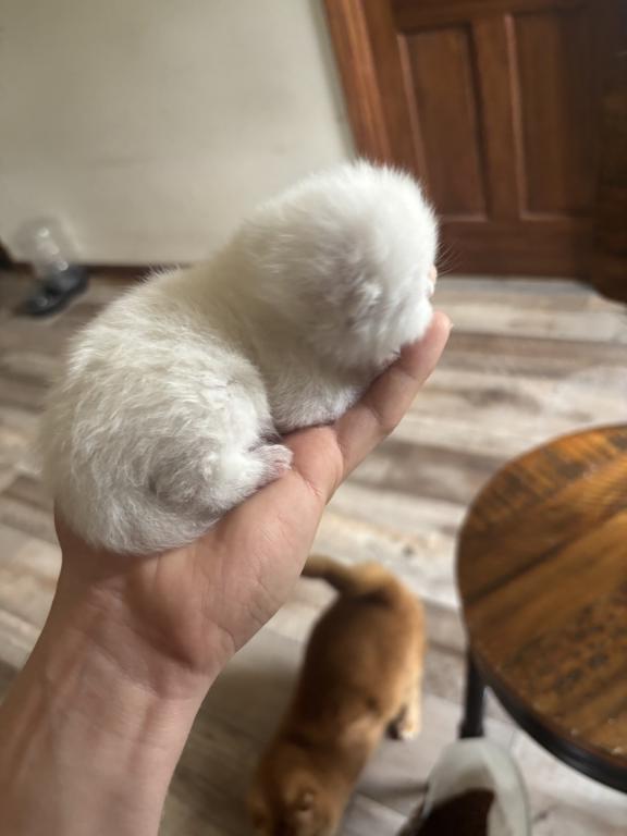 Elias Cattery Newborns photo 4