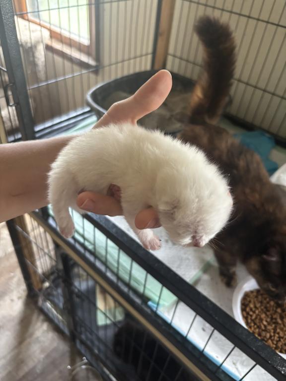 Elias Cattery Newborns photo 6
