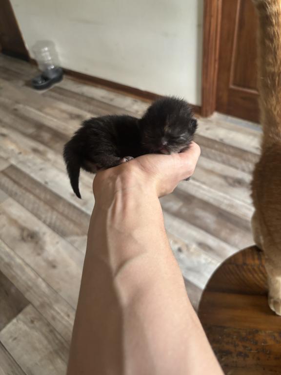 Elias Cattery Newborns photo 9