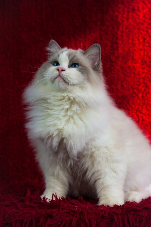 Winston From Ukraine photo 8