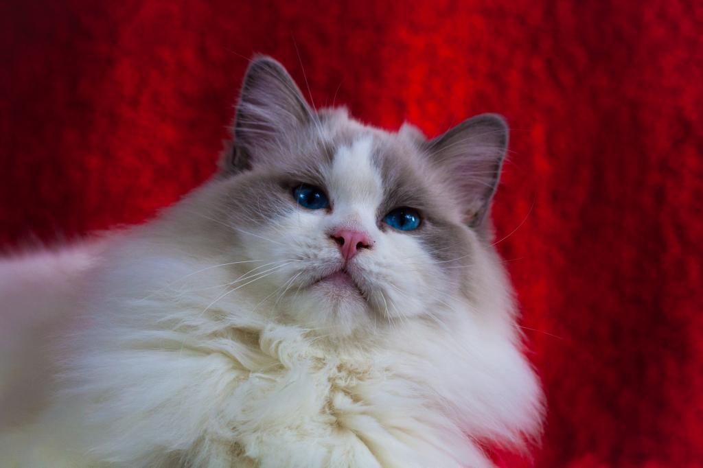 Winston From Ukraine photo 2