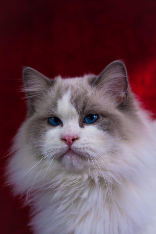 Winston From Ukraine photo 1