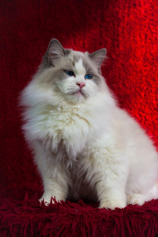Winston From Ukraine photo 9