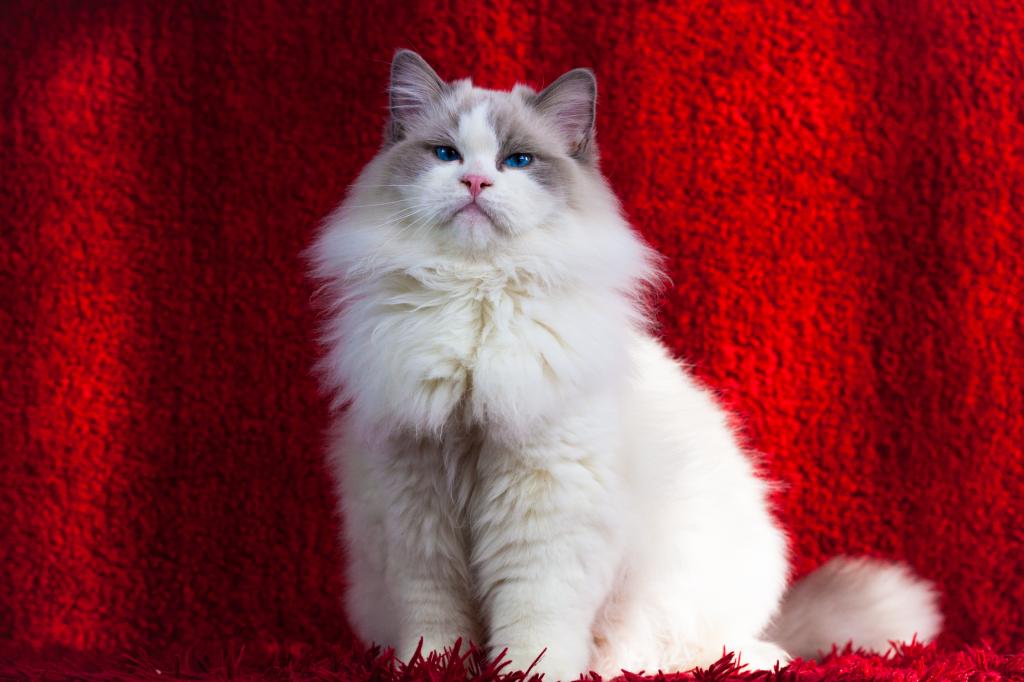 Winston From Ukraine photo 4