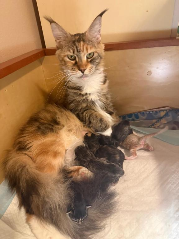 Han And Gina's Litter