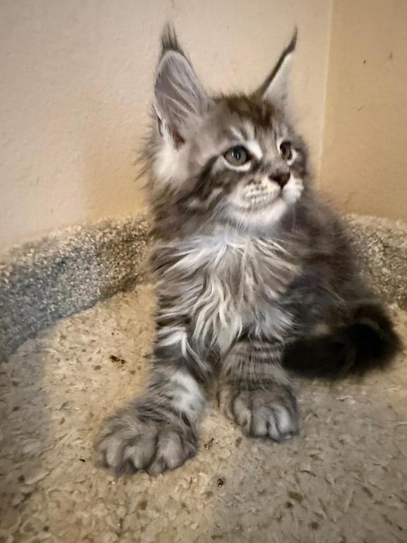 Han And Gina's Litter photo 17