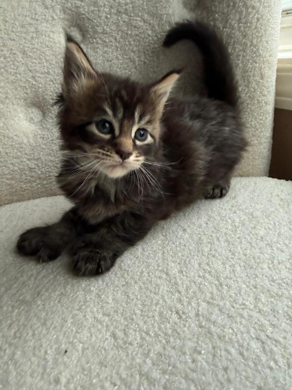 Han And Gina's Litter photo 30