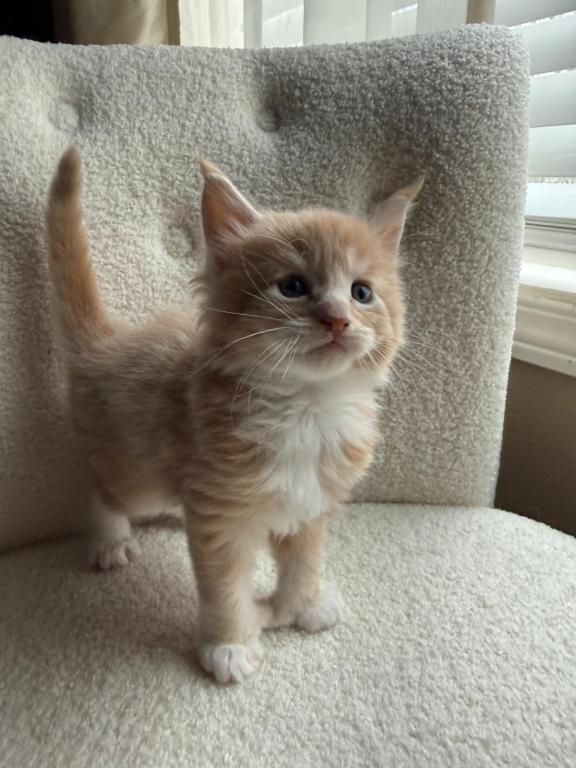 Han And Gina's Litter photo 21