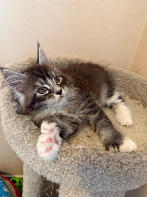 Han And Gina's Litter photo 14