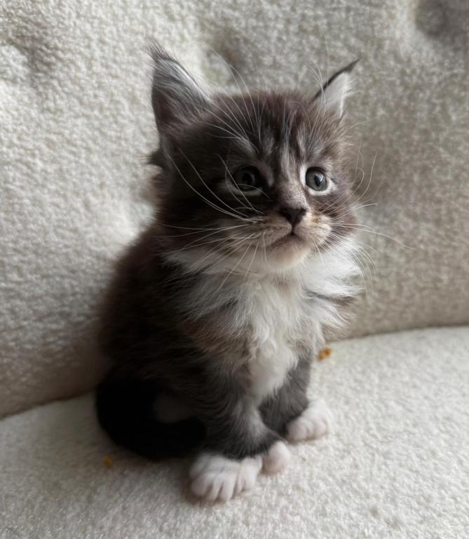 Han And Gina's Litter photo 25