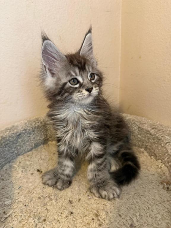 Han And Gina's Litter photo 15