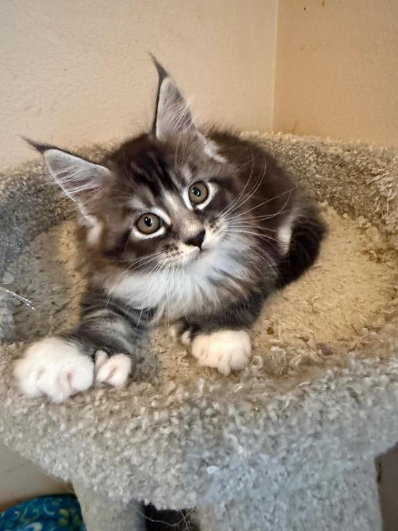 Han And Gina's Litter photo 12