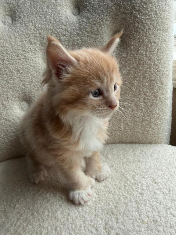 Han And Gina's Litter photo 18