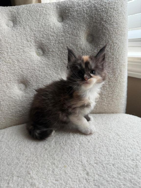 Han And Gina's Litter photo 23