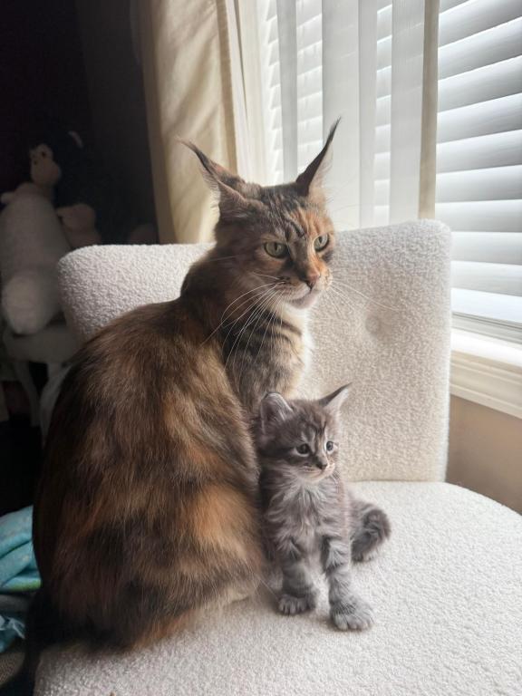 Han And Gina's Litter photo 20