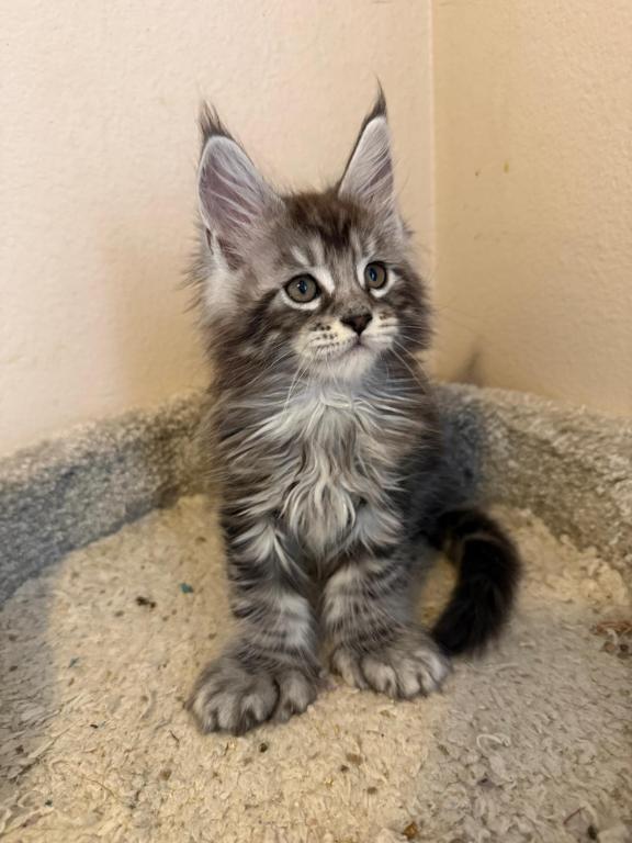 Han And Gina's Litter photo 9