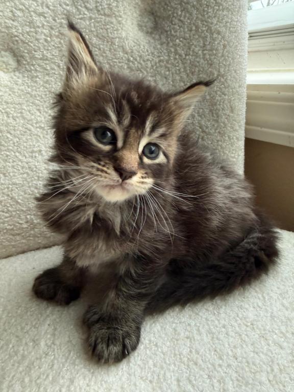 Han And Gina's Litter photo 28