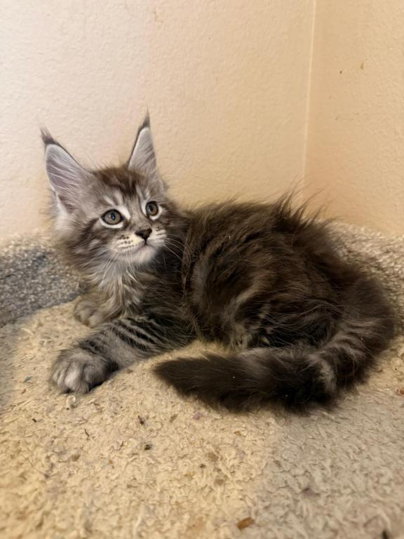 Han And Gina's Litter photo 6
