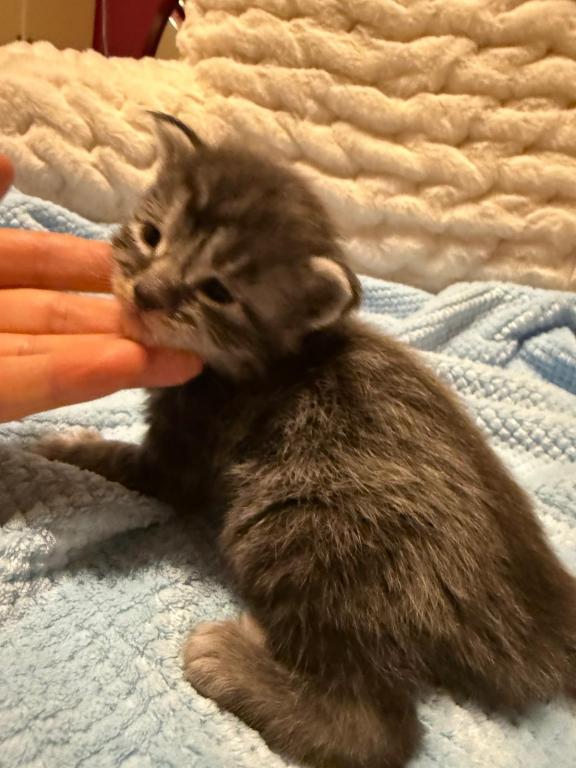 Han And Gina's Litter photo 39