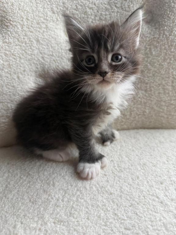 Han And Gina's Litter photo 26