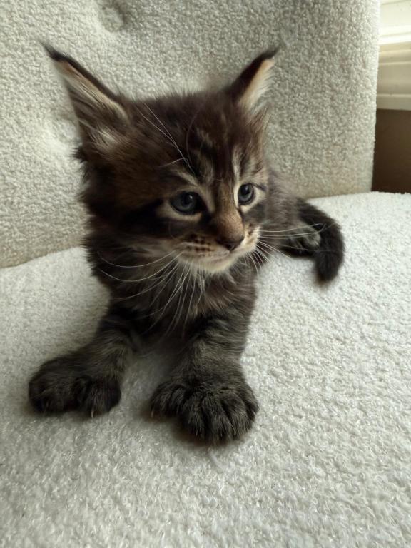 Han And Gina's Litter photo 31