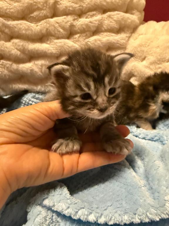 Han And Gina's Litter photo 37