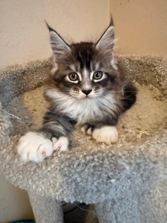 Han And Gina's Litter photo 3