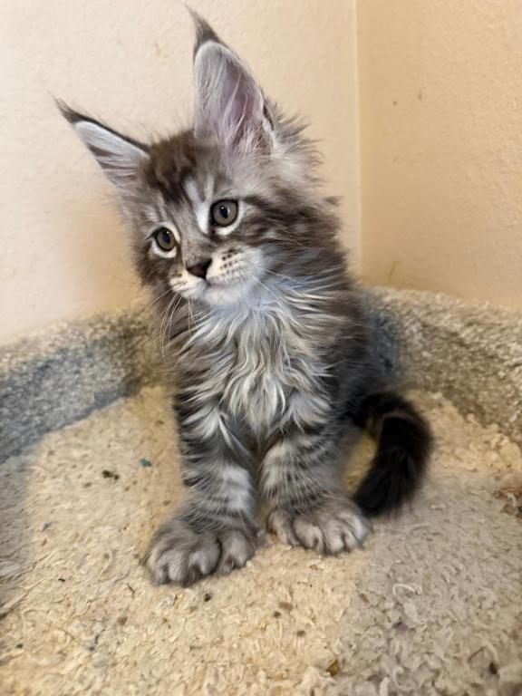 Han And Gina's Litter photo 8