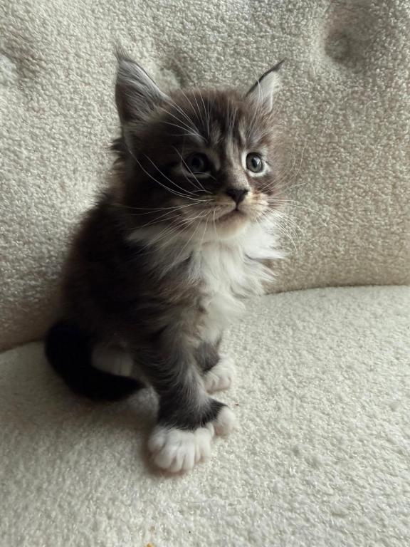 Han And Gina's Litter photo 24