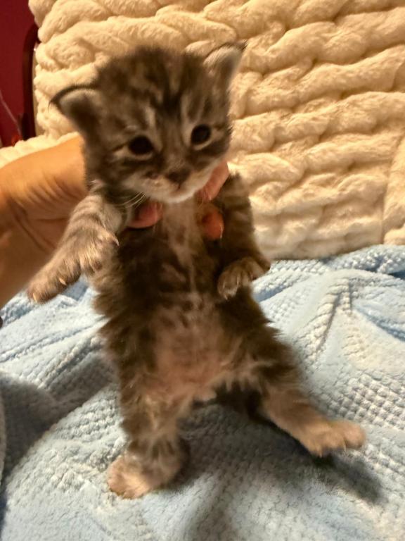 Han And Gina's Litter photo 40