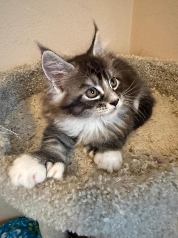 Han And Gina's Litter photo 11