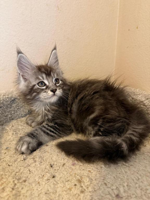 Han And Gina's Litter photo 16