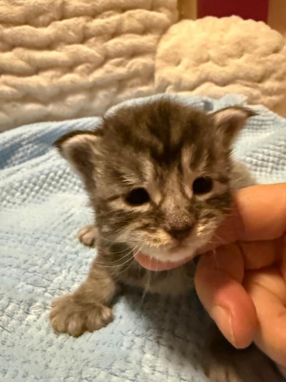 Han And Gina's Litter photo 38