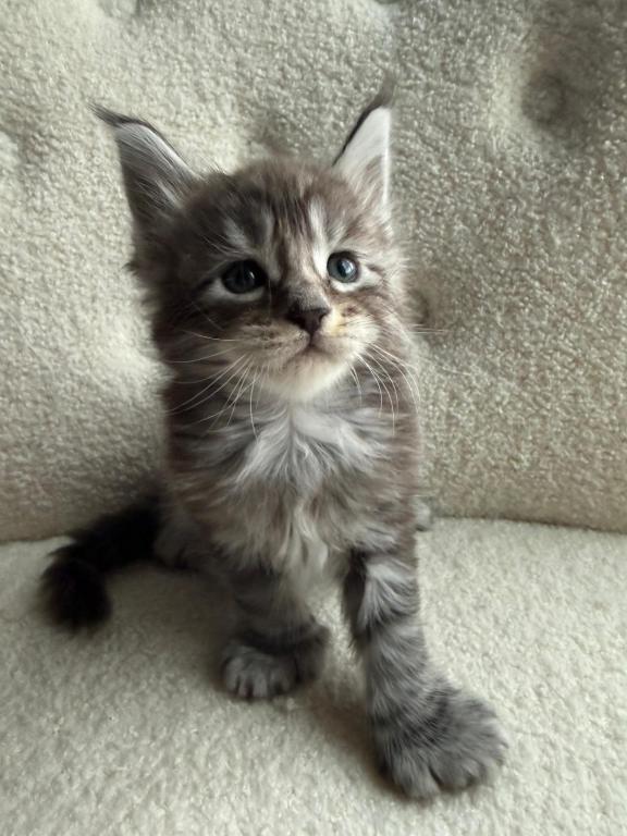 Han And Gina's Litter photo 19